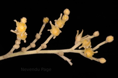 Hopea parviflora